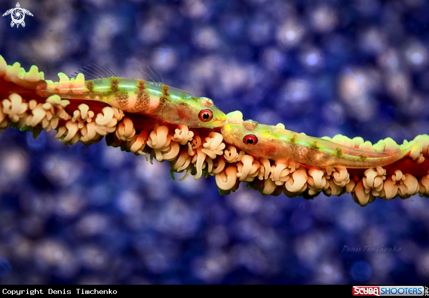 A GOBY