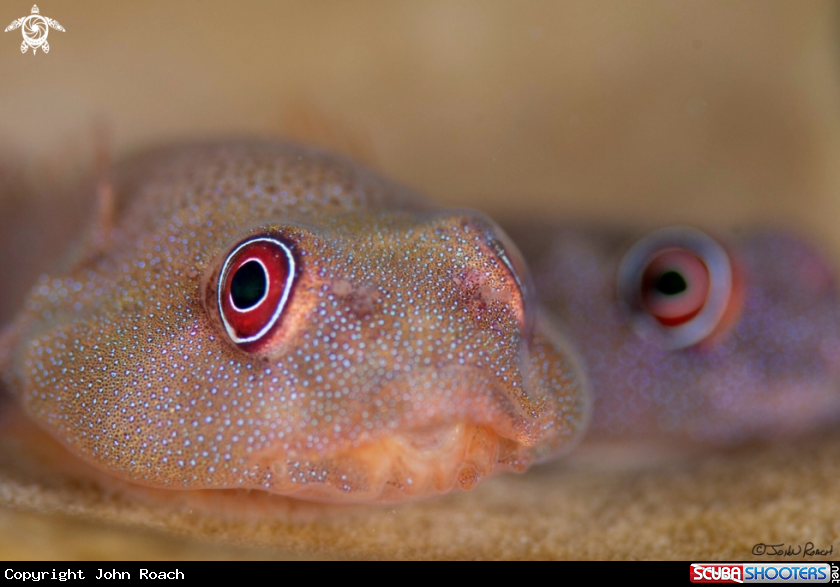 A Papillate Clingfish