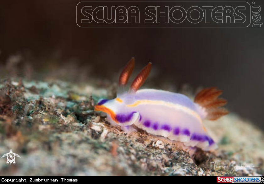 A Nudibranch 