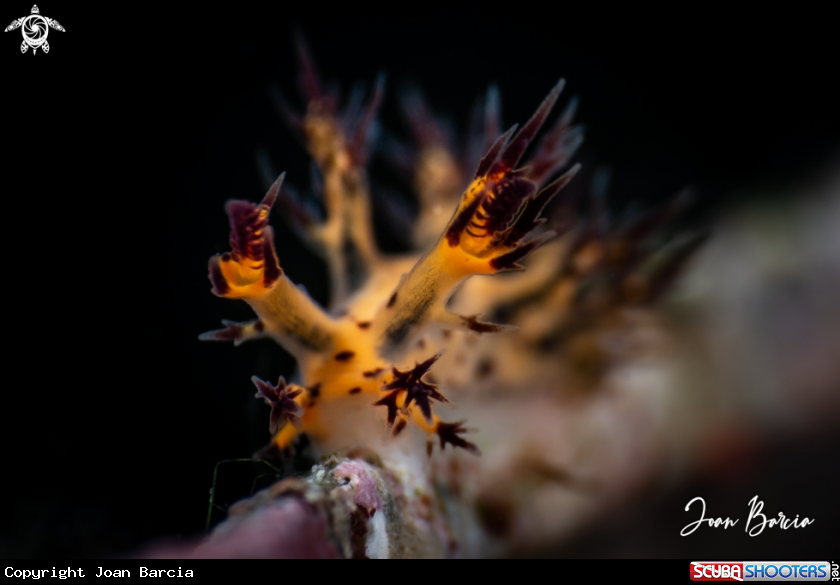A Dendronotus 