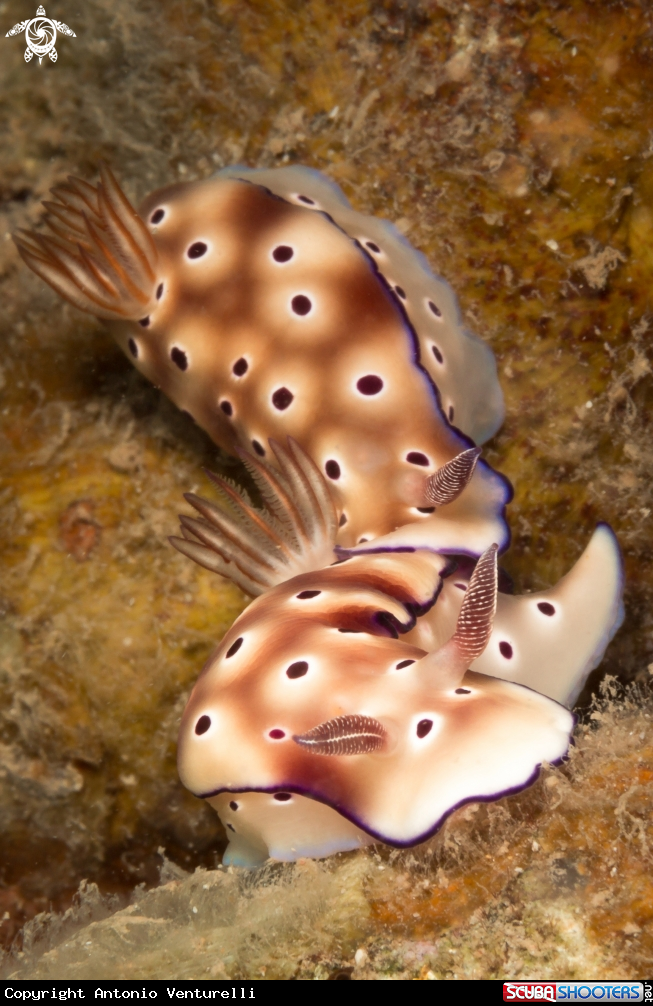 A Hypselodoris tryoni