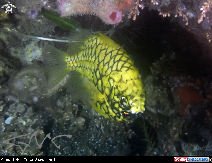 A Australian Pineapplefish