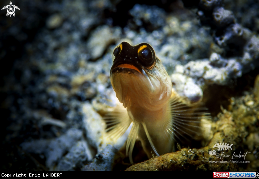 A Blenny