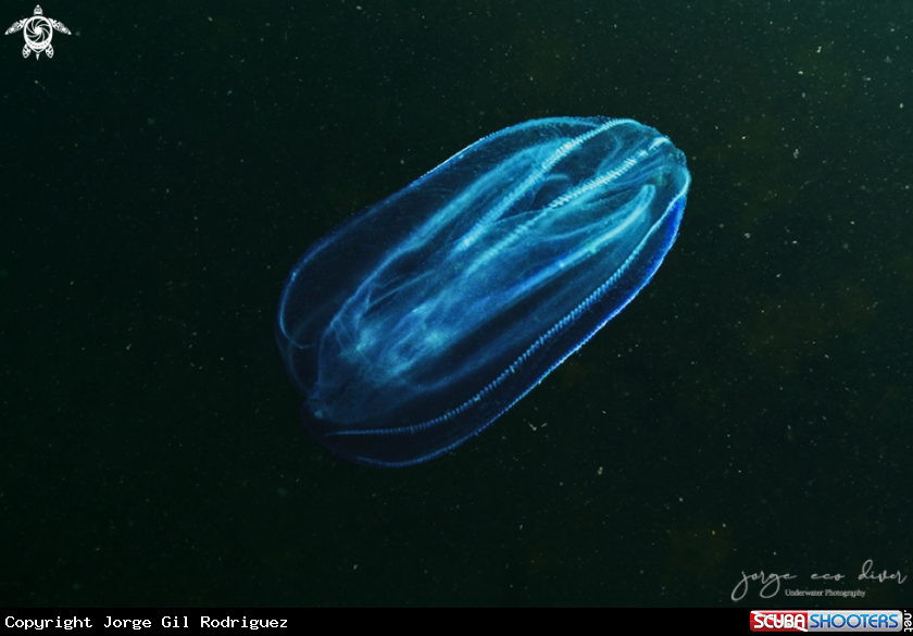 A Comb Jelly, ctenophore