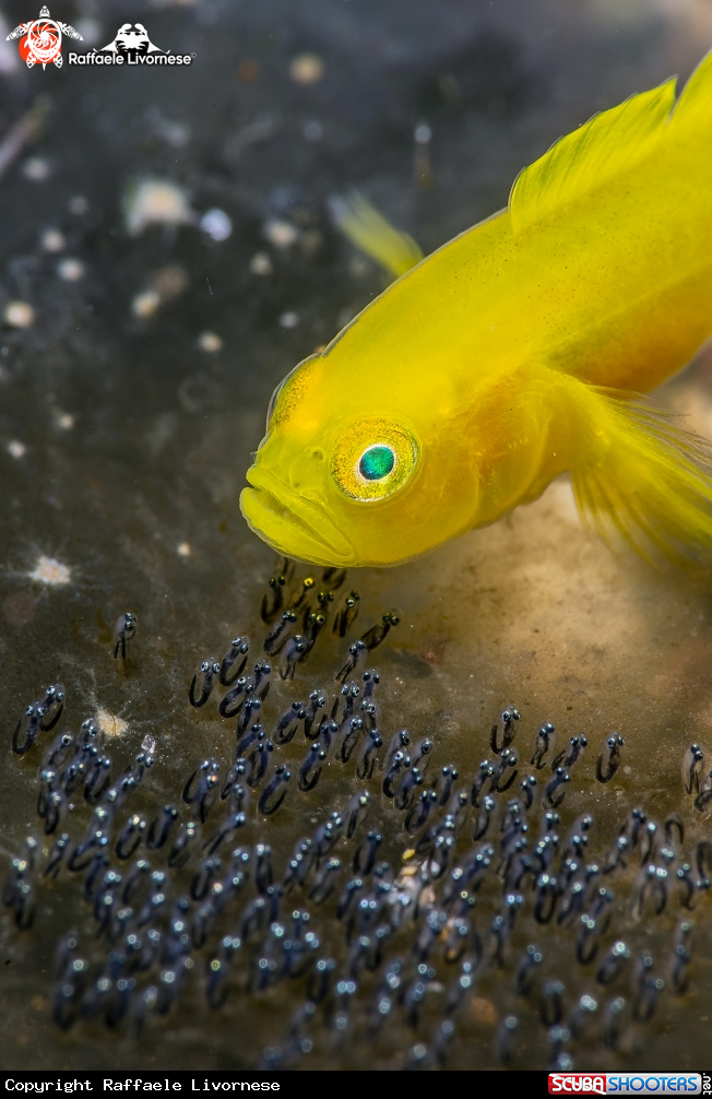 A Yellow goby