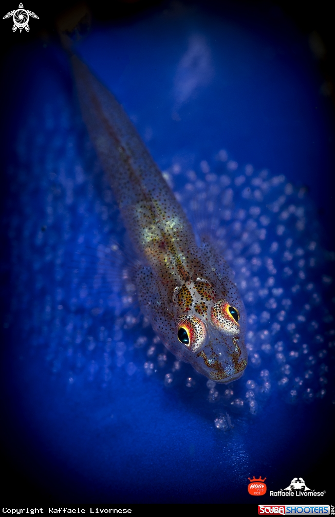 A Goby