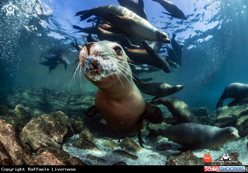 A Sealion