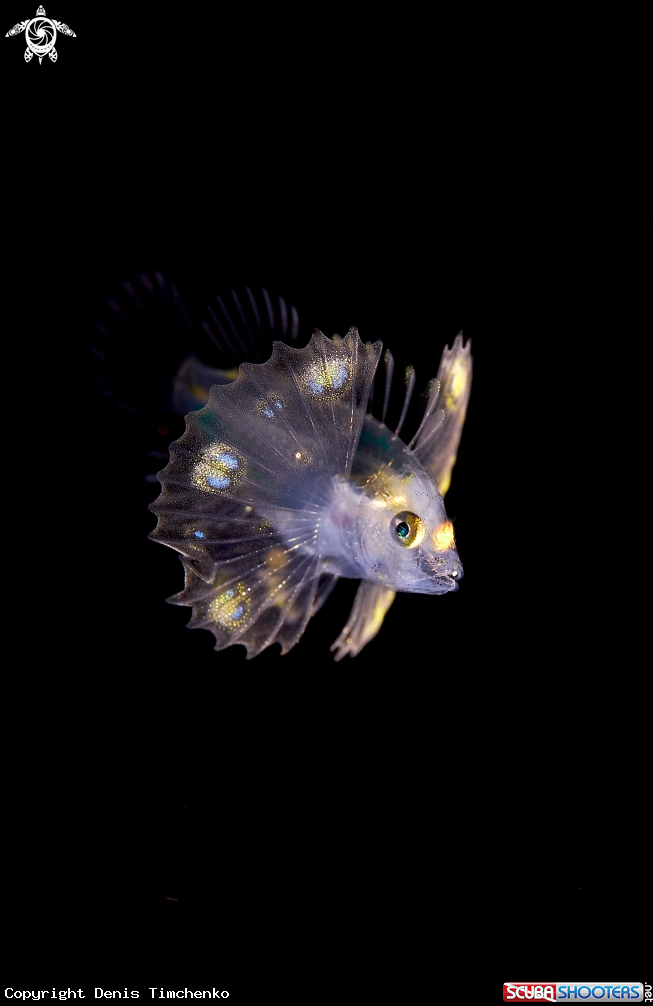 A FISH