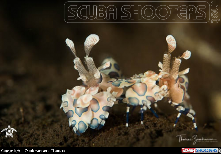 A Harlequin shrimp 