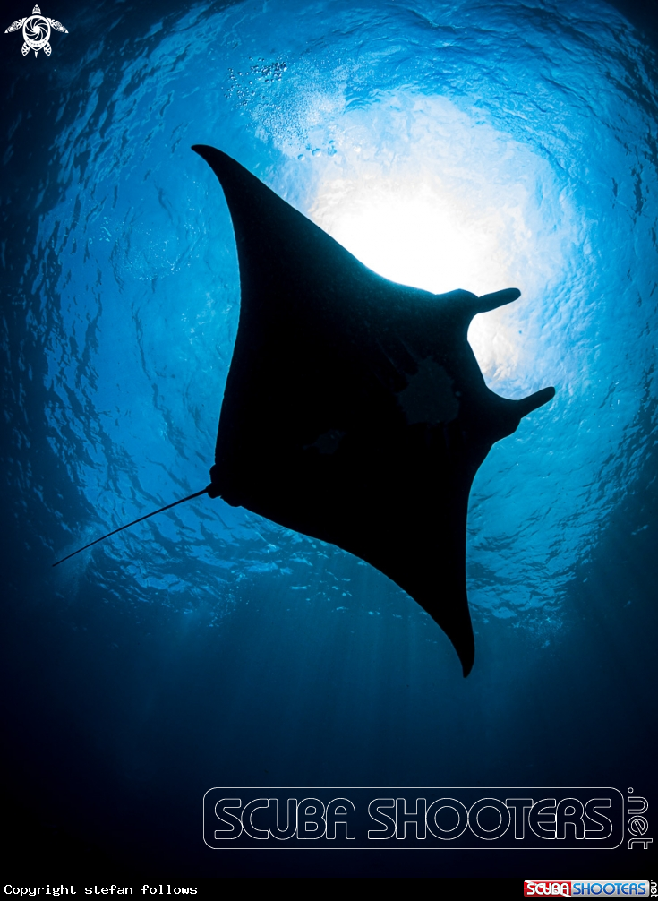 A Manta Ray