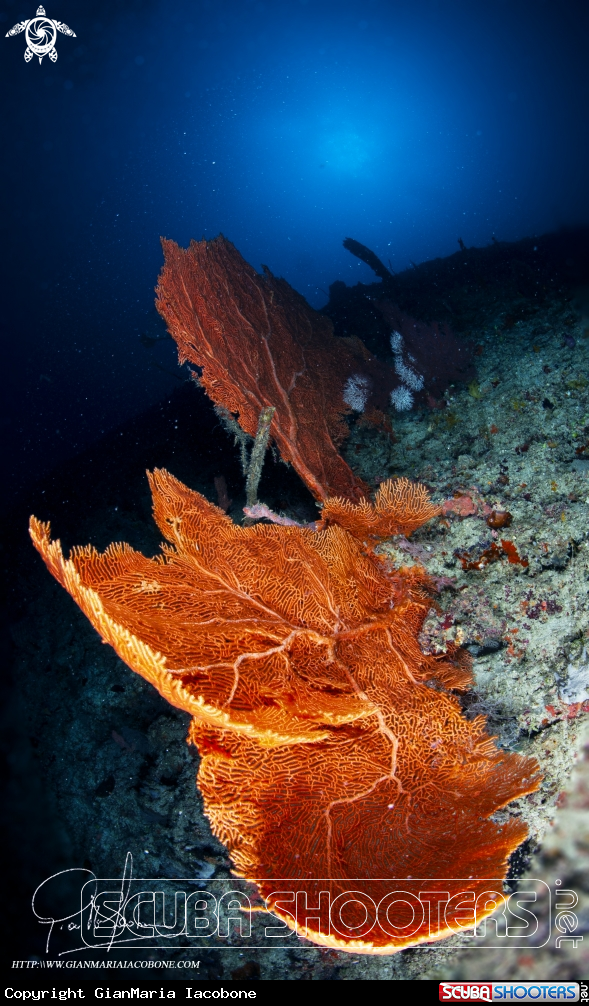 A sea fan