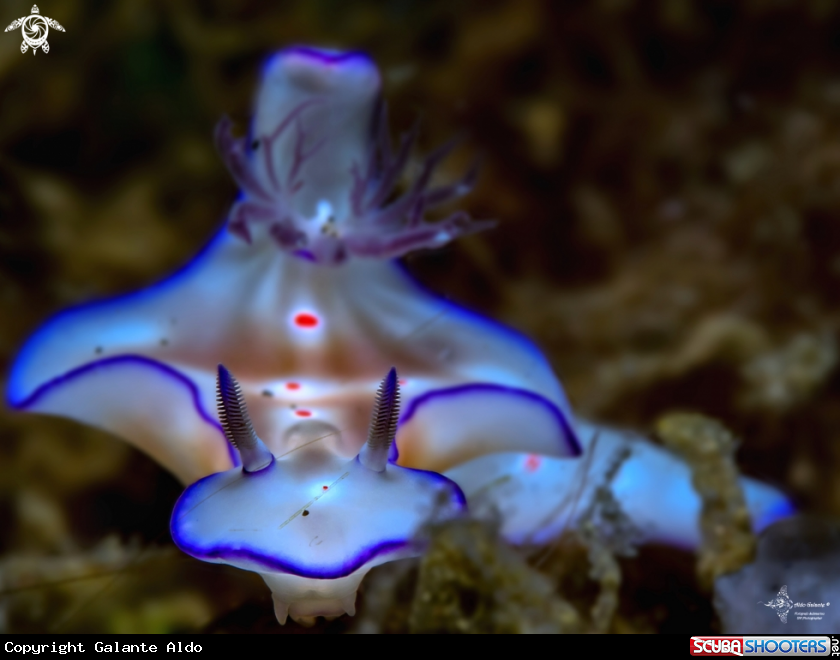 A Ceratosoma Nudibranch