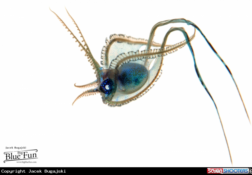 A Blanket Octopus
