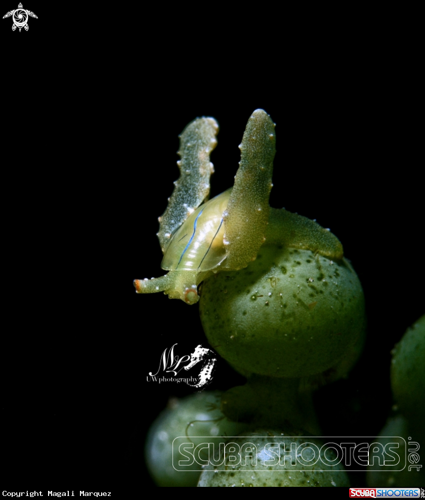 A Sea snail
