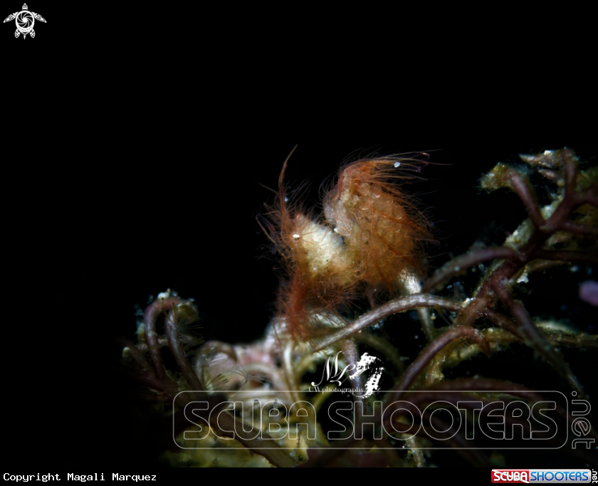 A Hairy Shrimp 