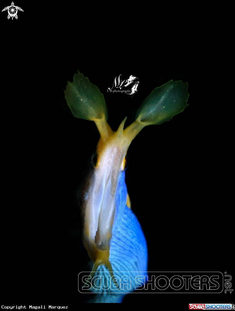 A Ribbon eel 