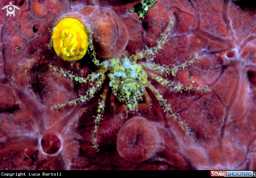 A crab