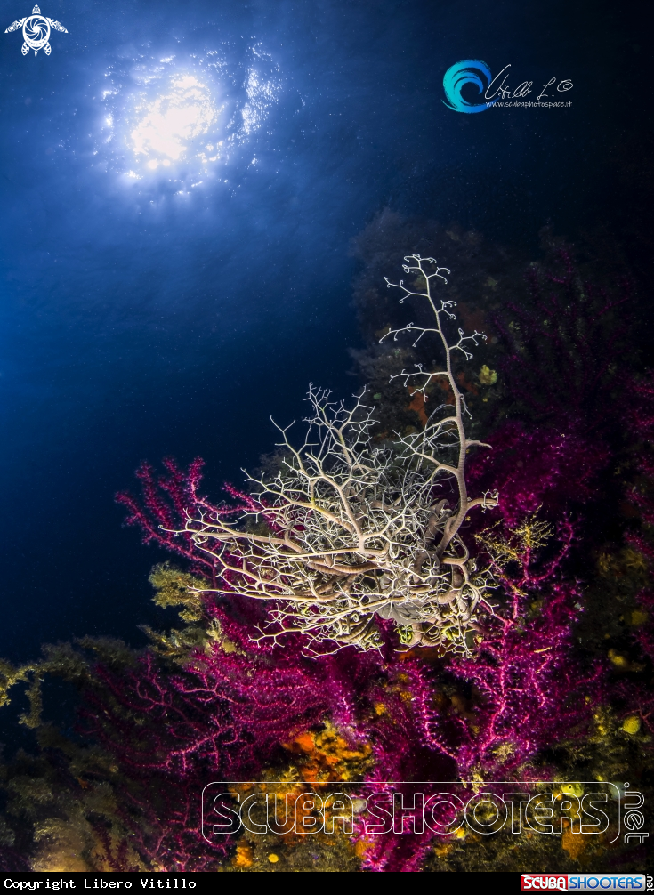 A La gorgonia rossa (Paramuricea clavata) con stella gorgone o Astrospartus mediterraneus