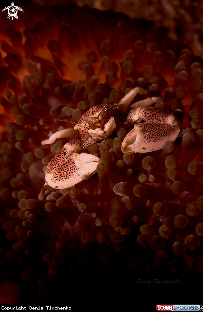 A CRAB