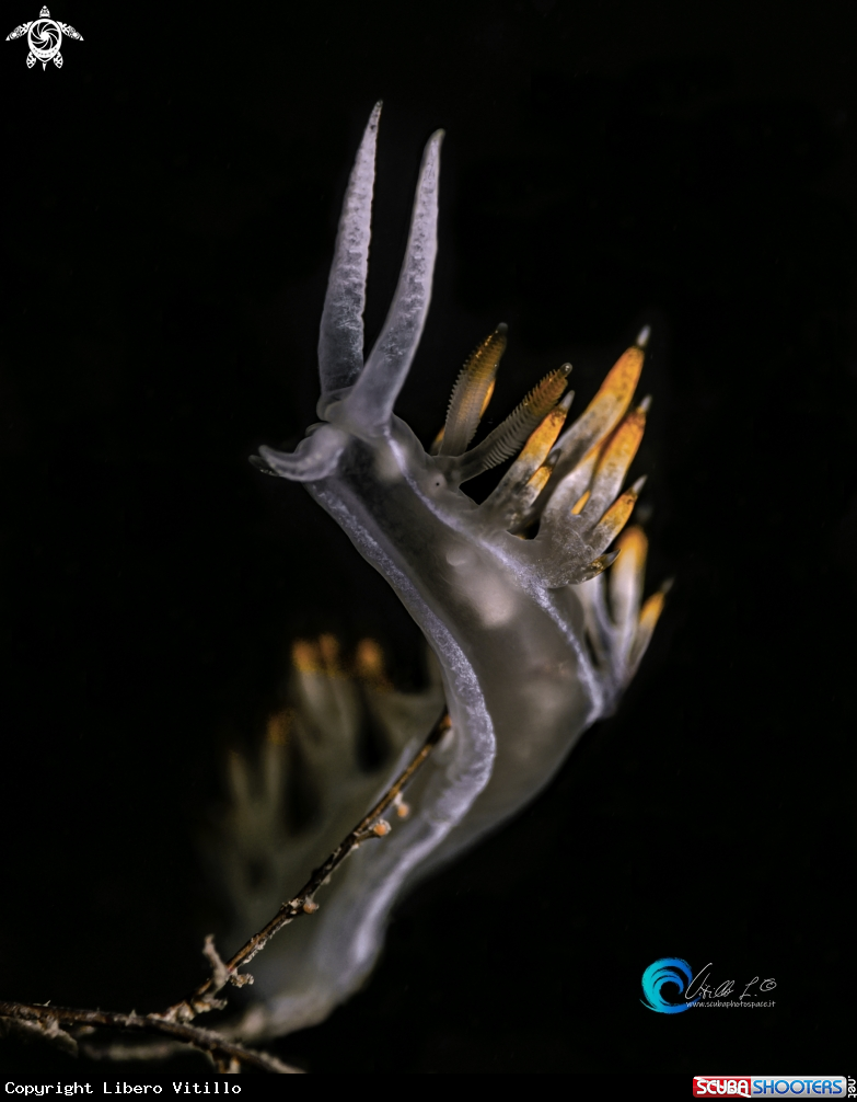 A La flabellina bianca (Flabellina babai)