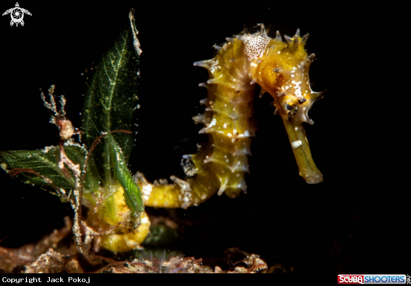 A Thorny Seahorse
