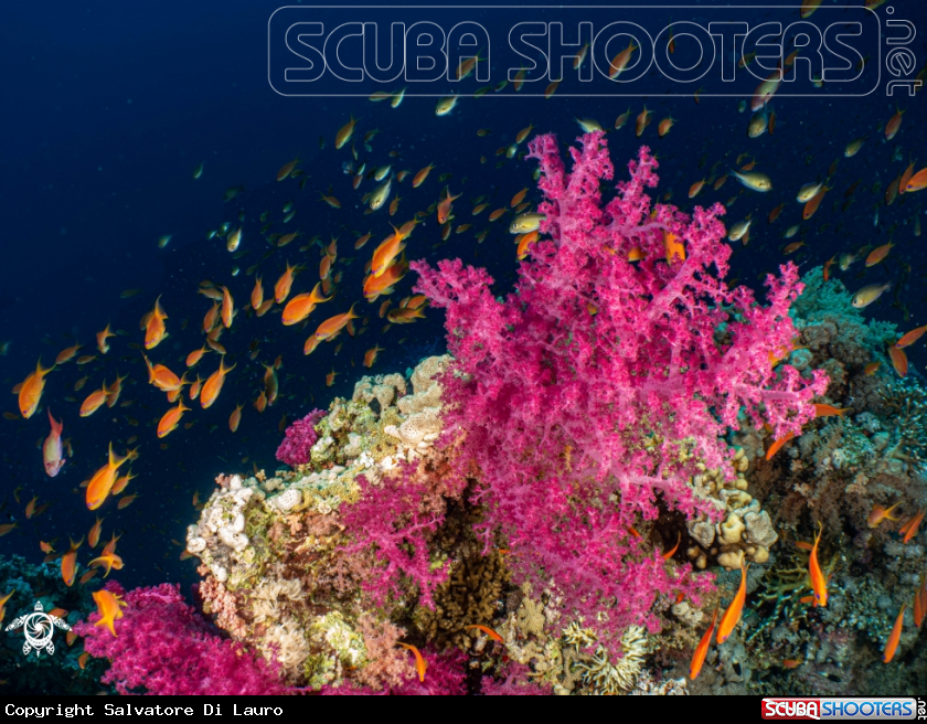 A Soft coral