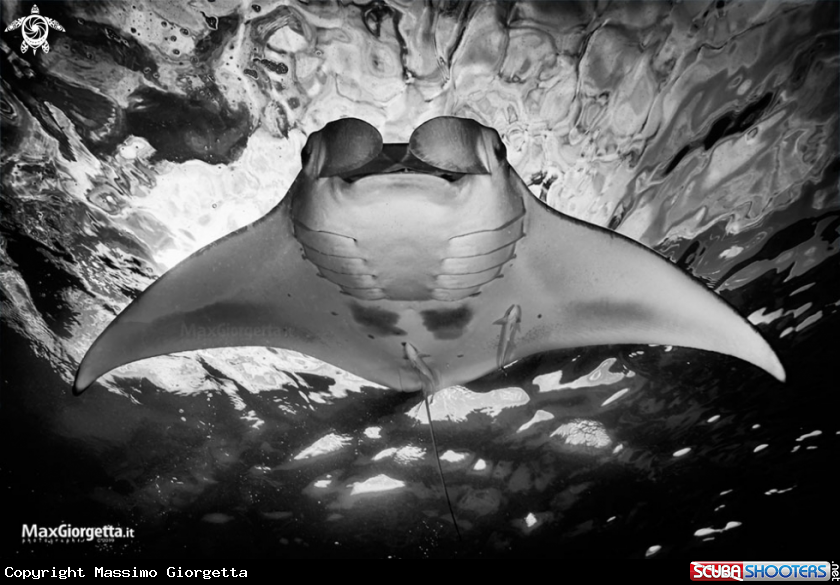 A Manta ray
