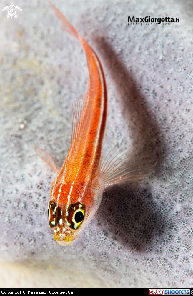 A red goby