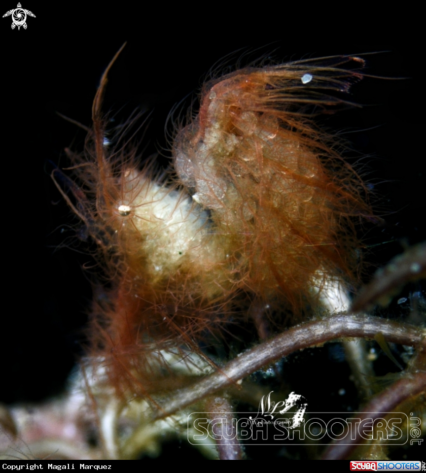 A Hairy Shrimp 