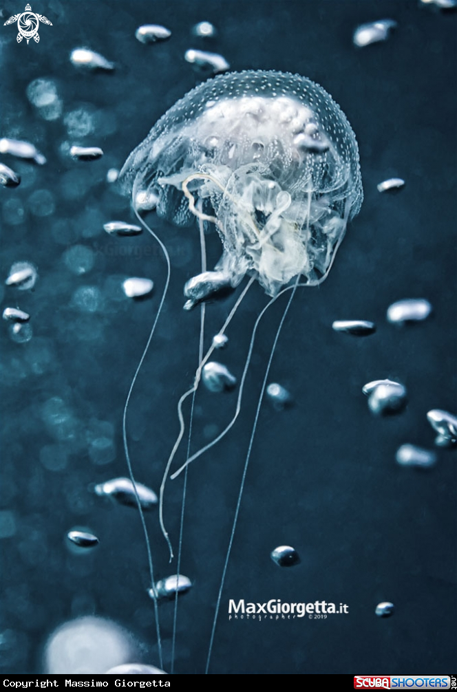 A jellyfish