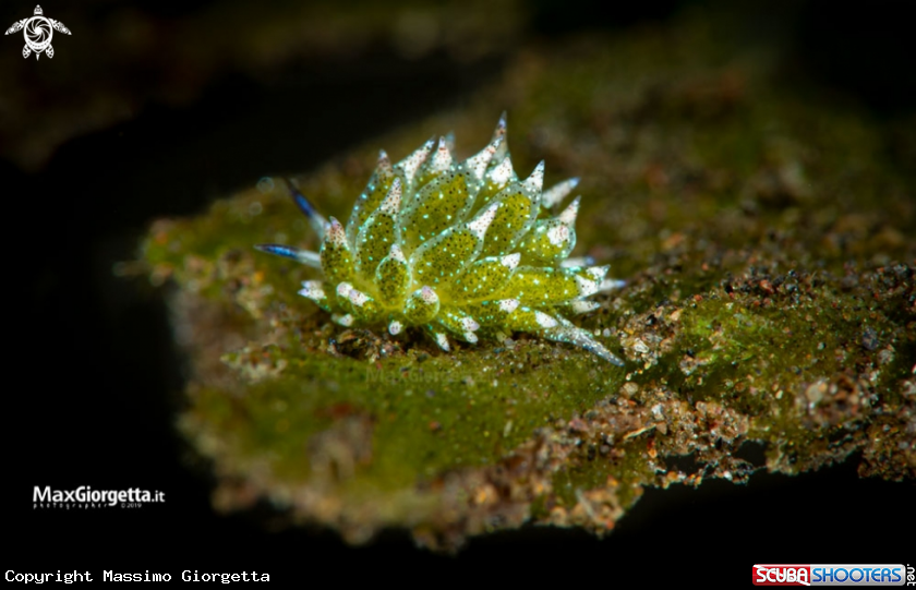 A nudibranch