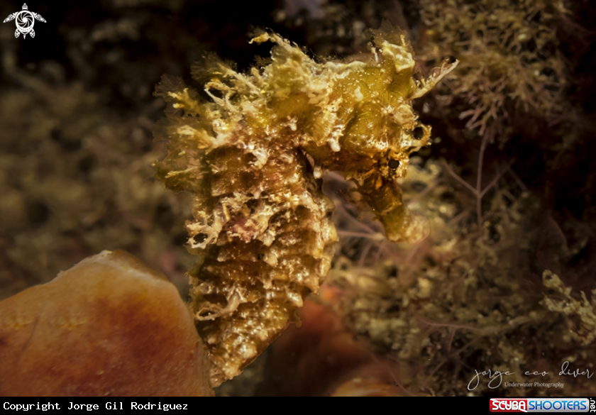 A Seahorse