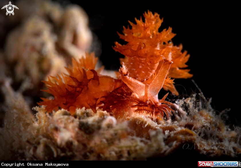 A Nudibranch Melibe digitata 