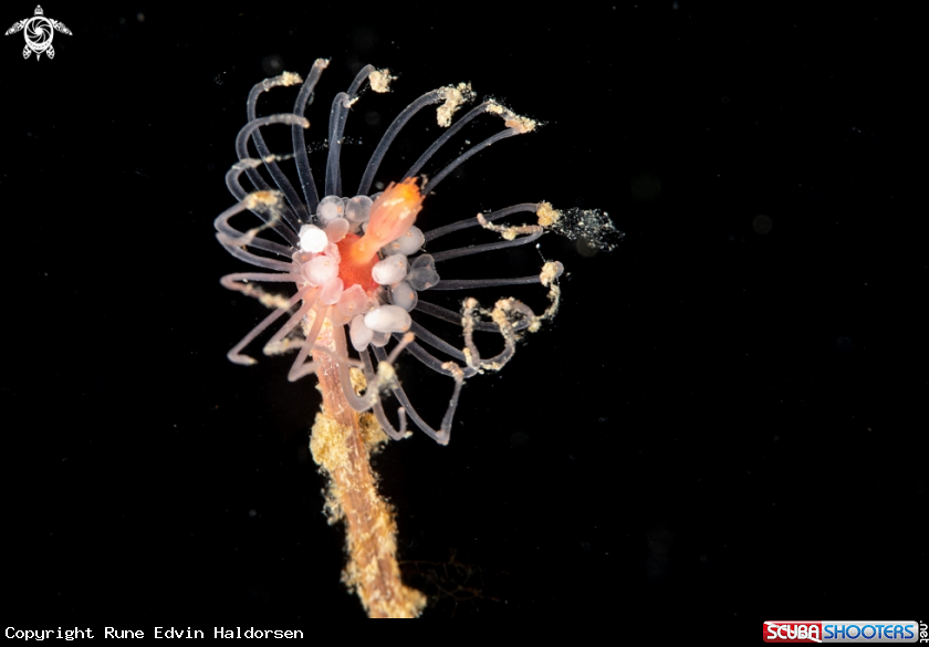 A Hydroid