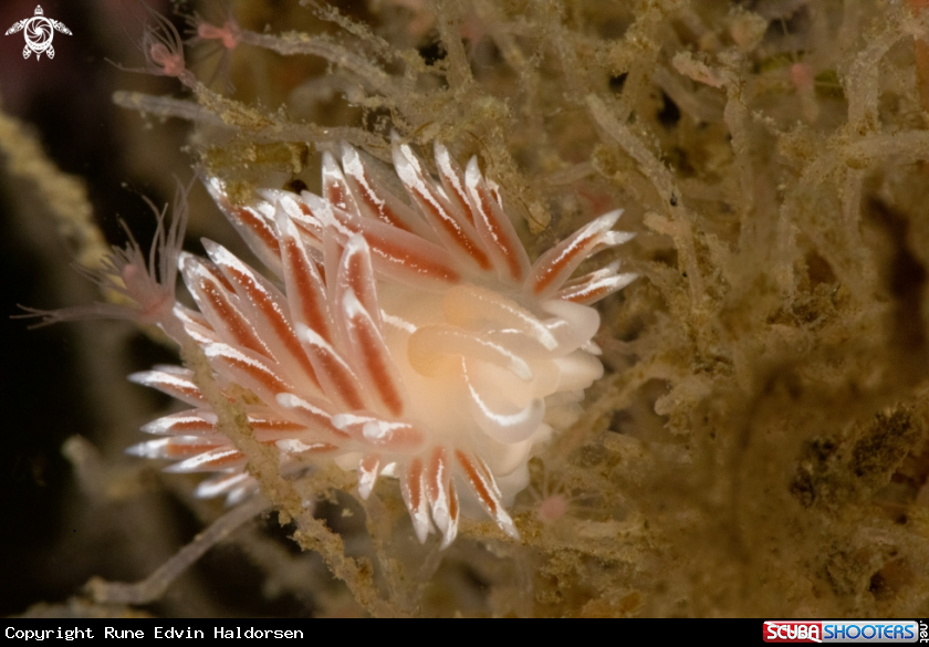 A Fjordia lineata