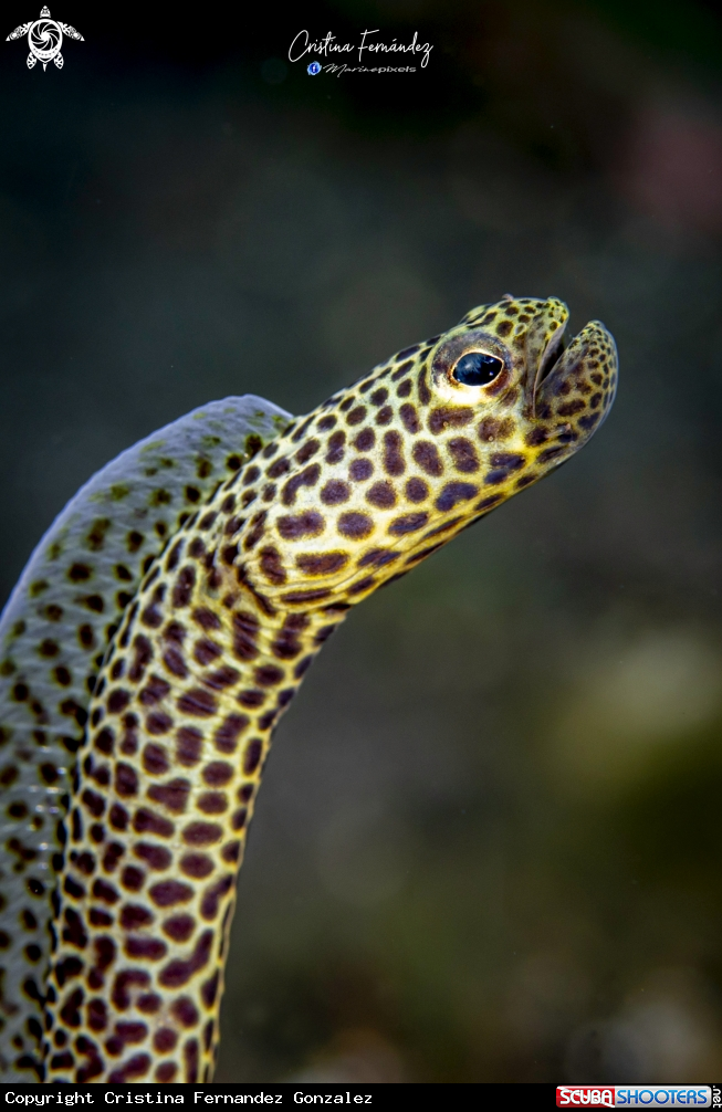 A Garden eel