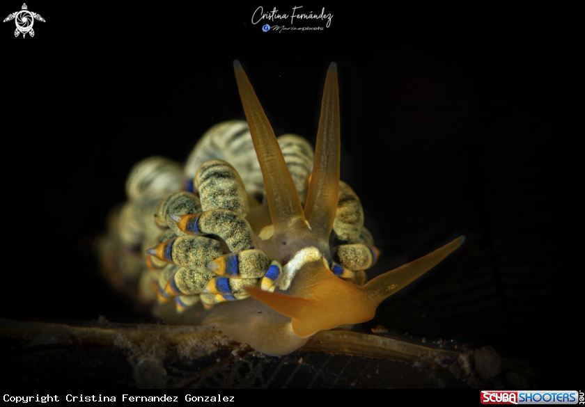 A Nudibranch