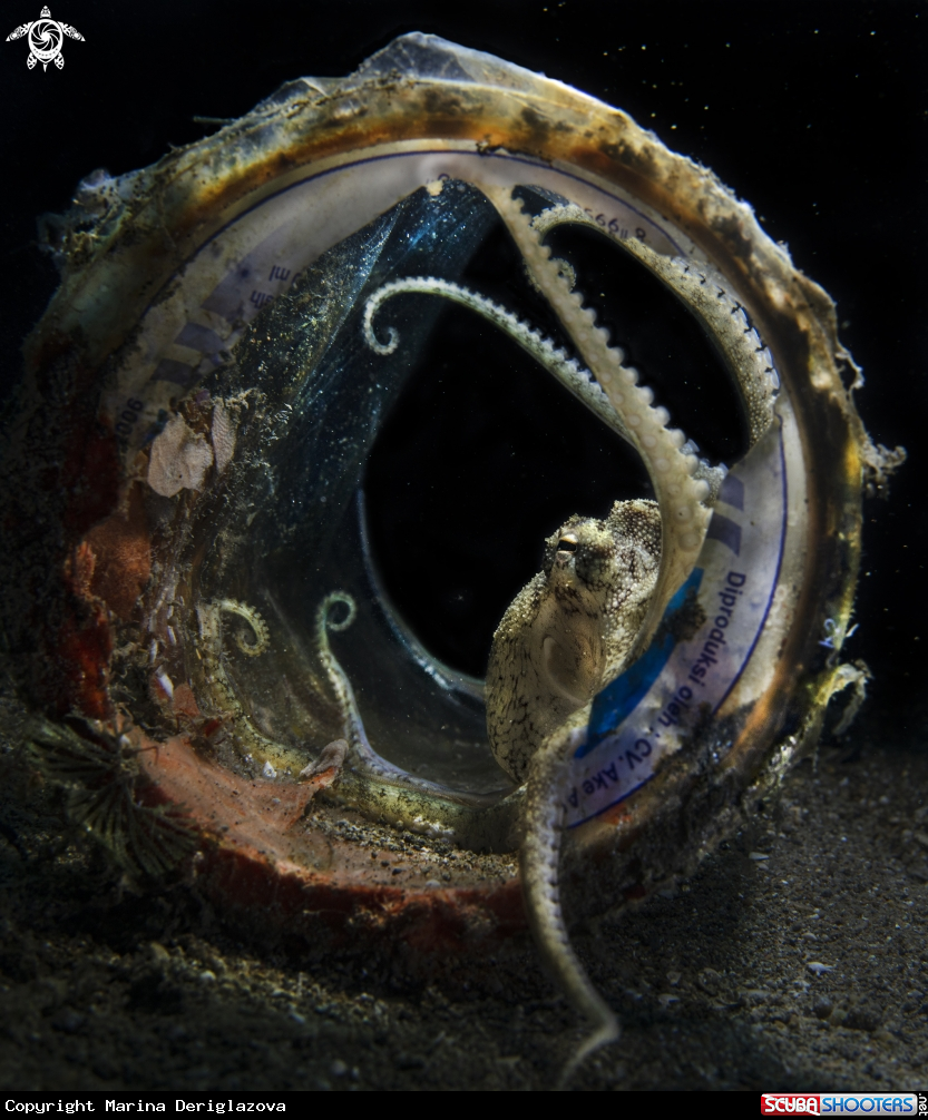 A Amphioctopus marginatus 