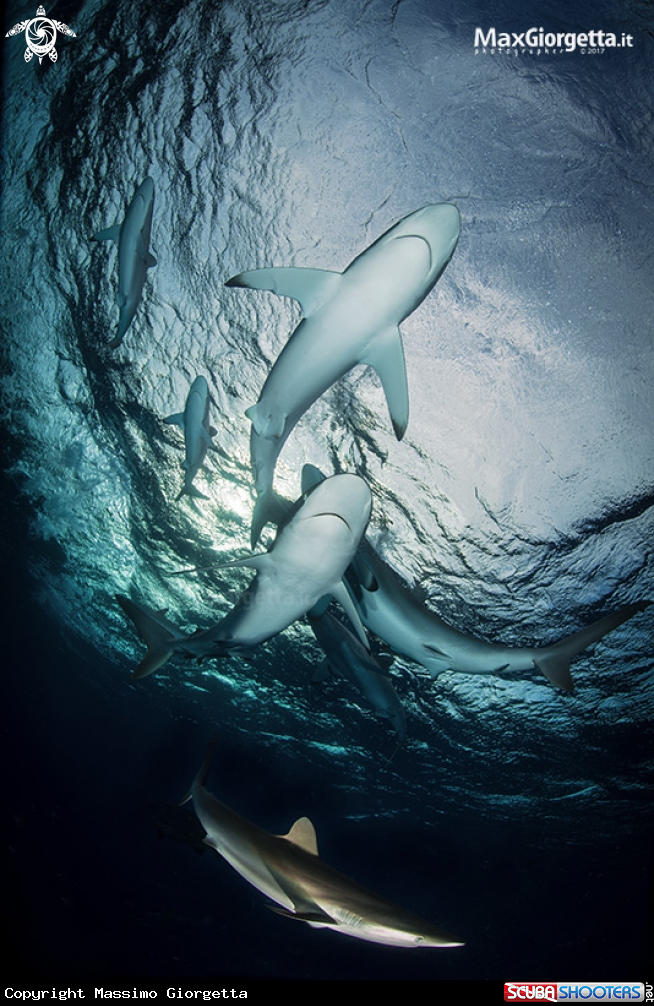 A silk shark