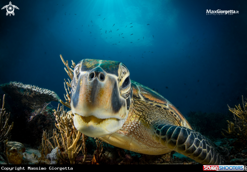A marine turtle