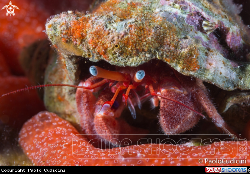 A Mediterranean Hermit Crab
