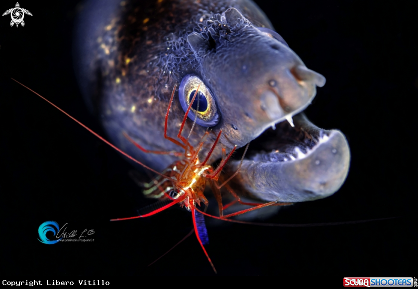 A Murena mediterranea con gamberetto Lysmata seticaudata