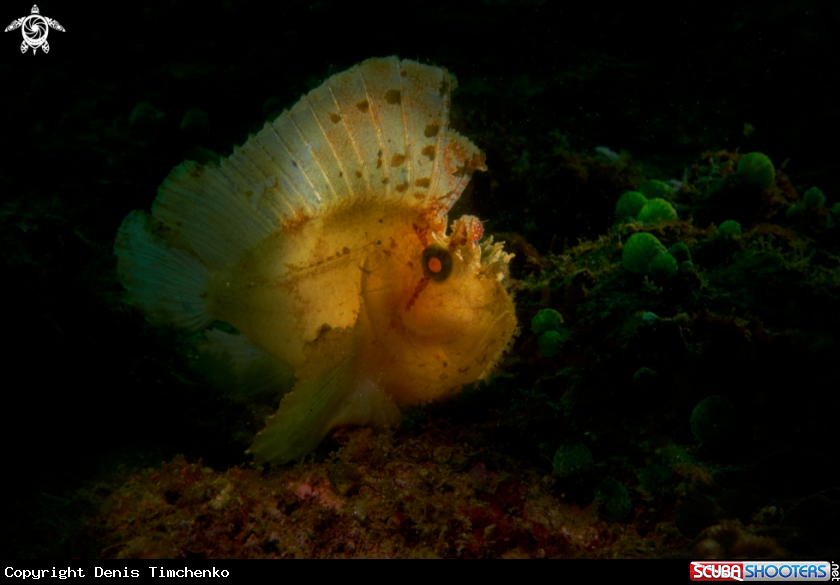 A SCORPIONFISH