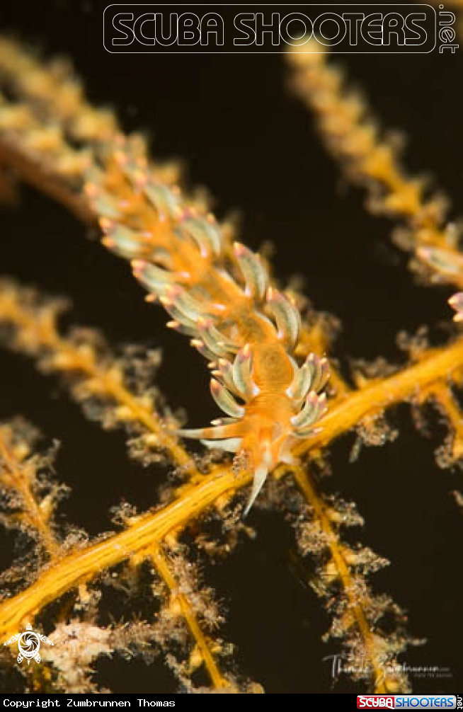 A Nudibranch 