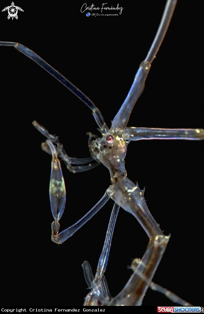 A Skeleton shrimp