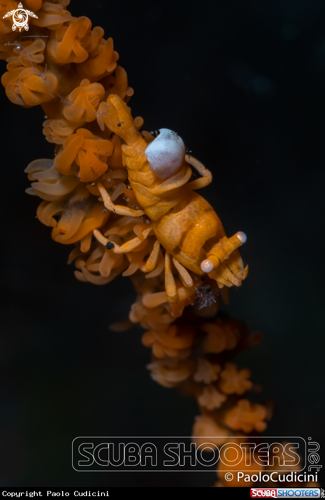 A Whip Coral Shrimp