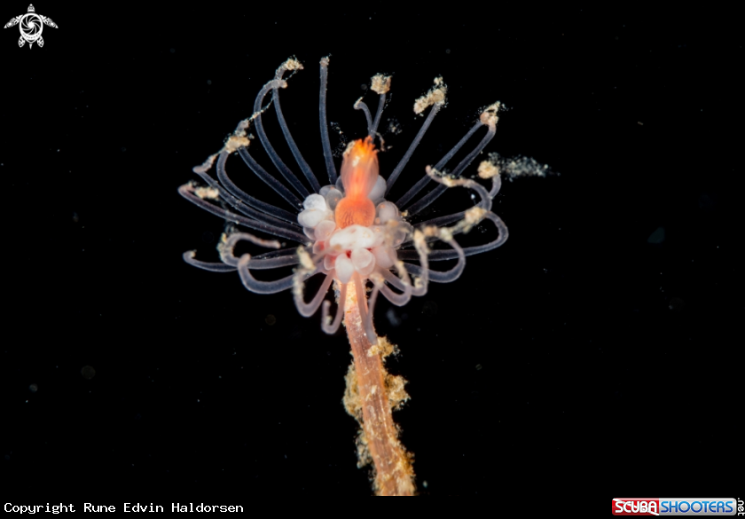 A Tubularia indivisa