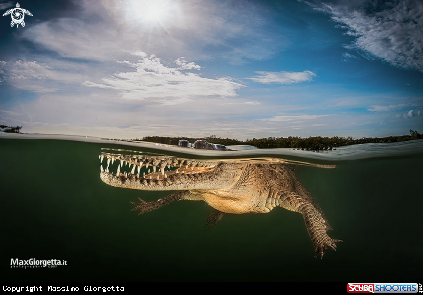 A american crocodile