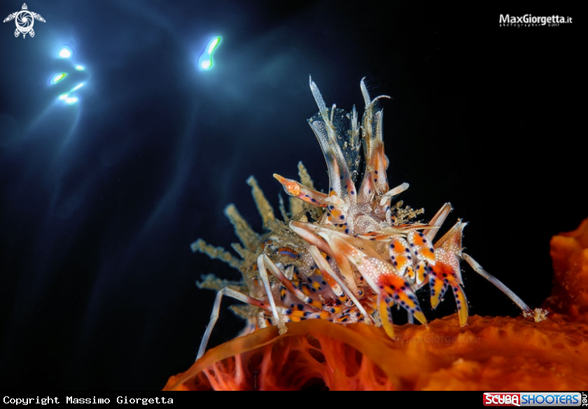 A tiger shrimp