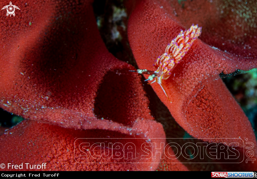 A favorinus sp.